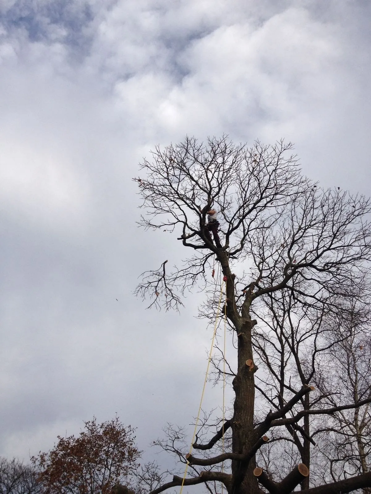 Tree Surgery