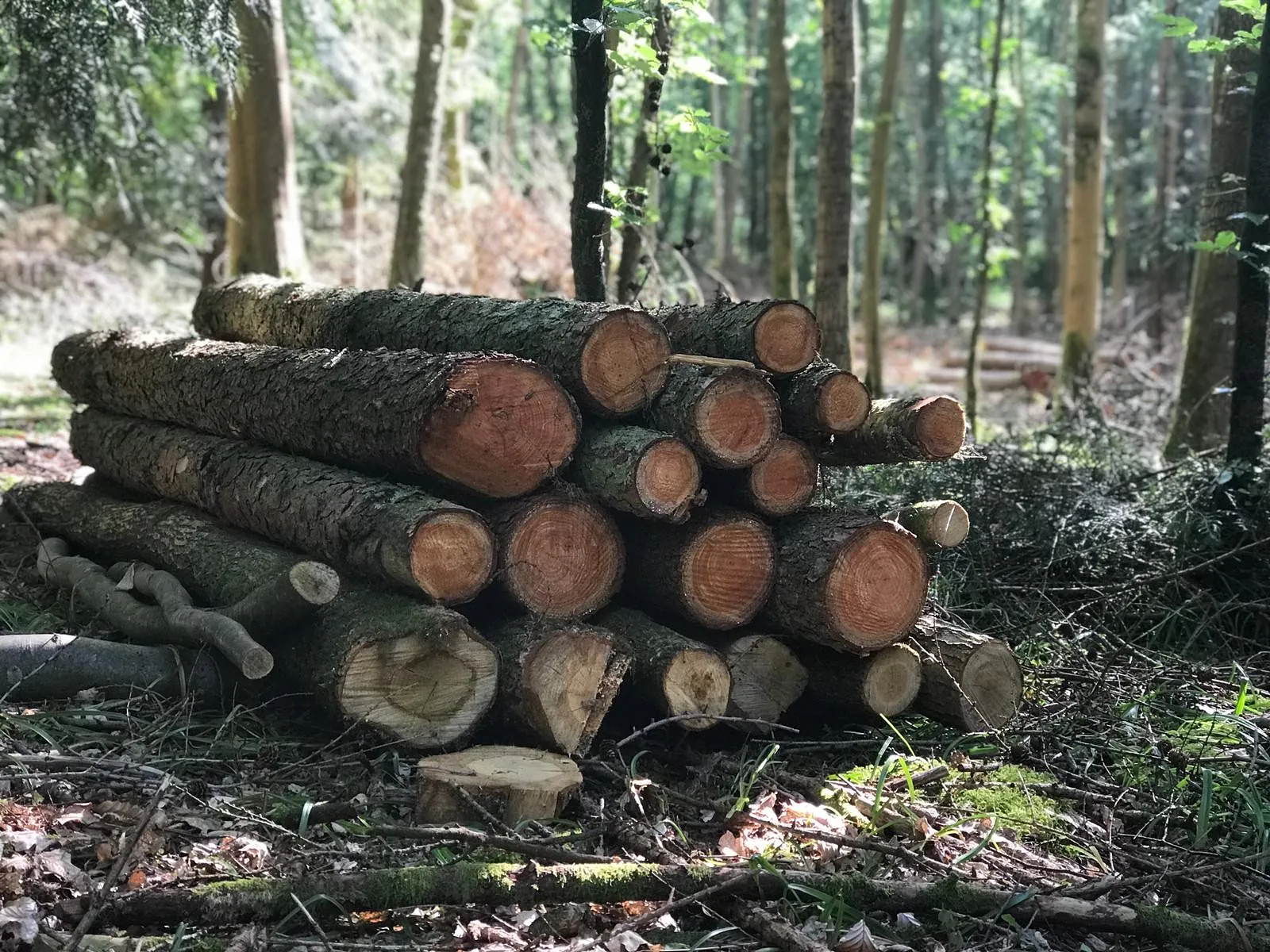 Tree Surgery