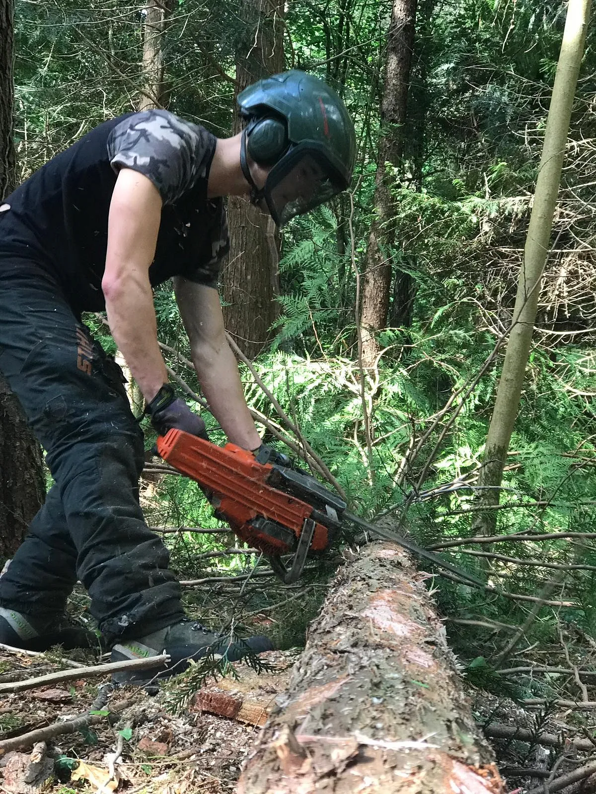 Tree Surgery