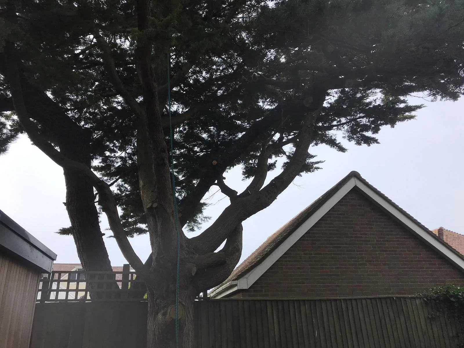 Tree Surgery