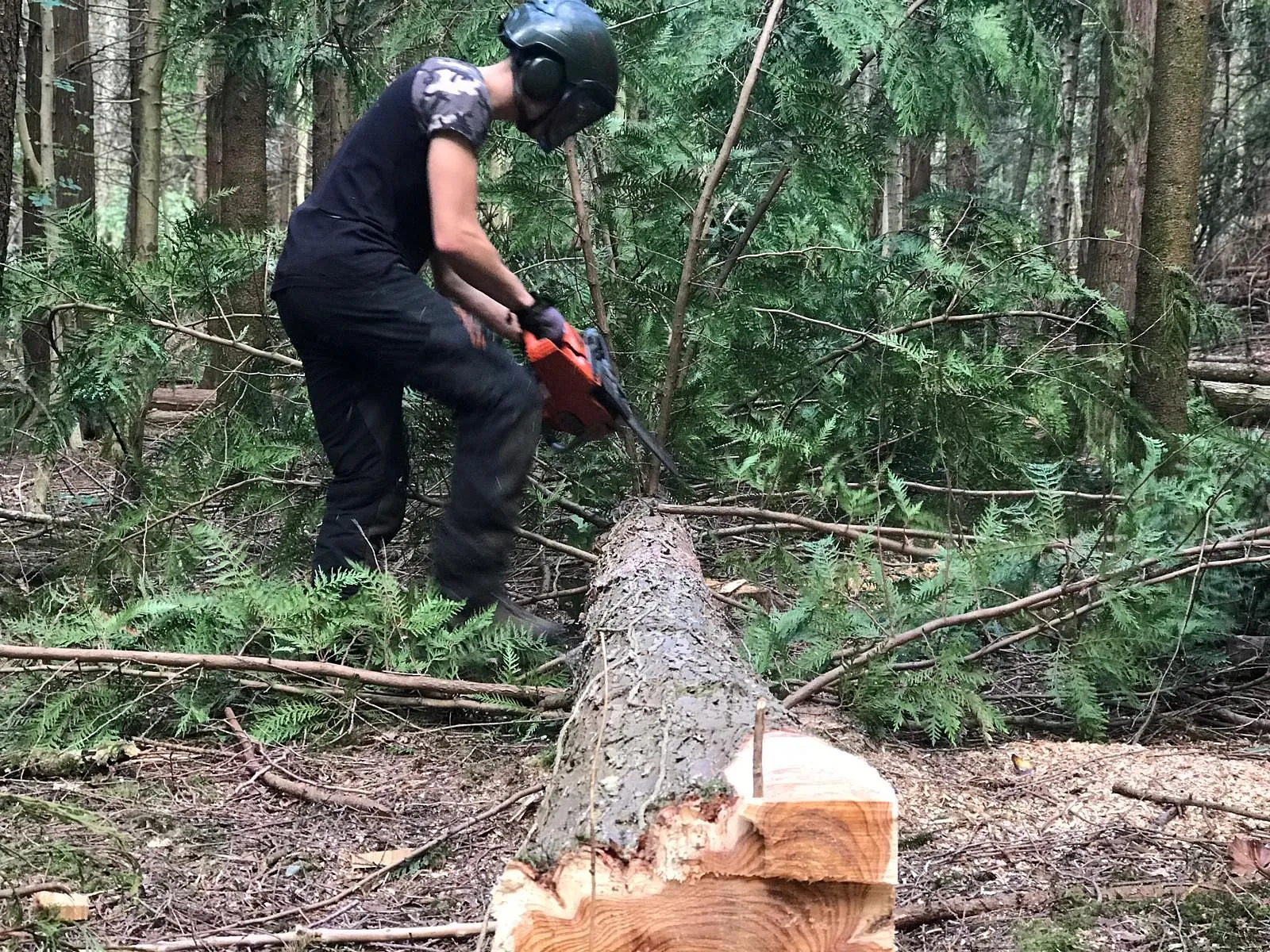 Tree Surgery