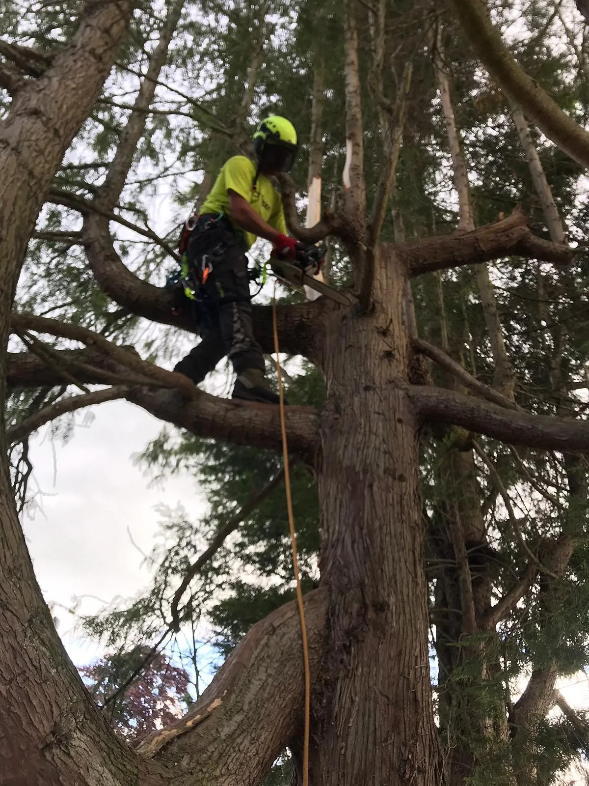 Tree Surgery