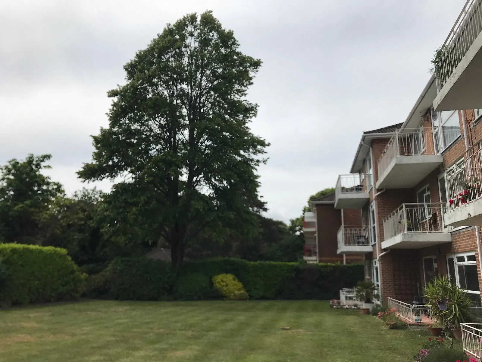 Tree Surgery