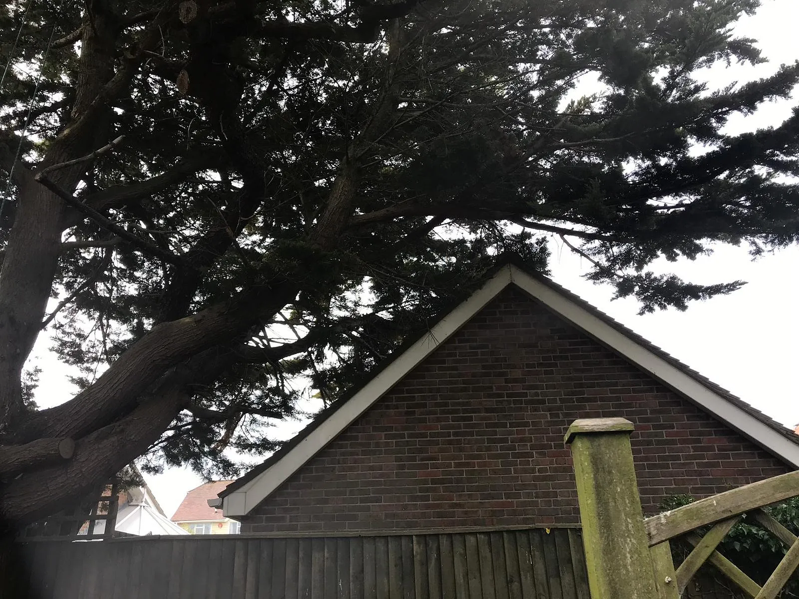 Tree Surgery