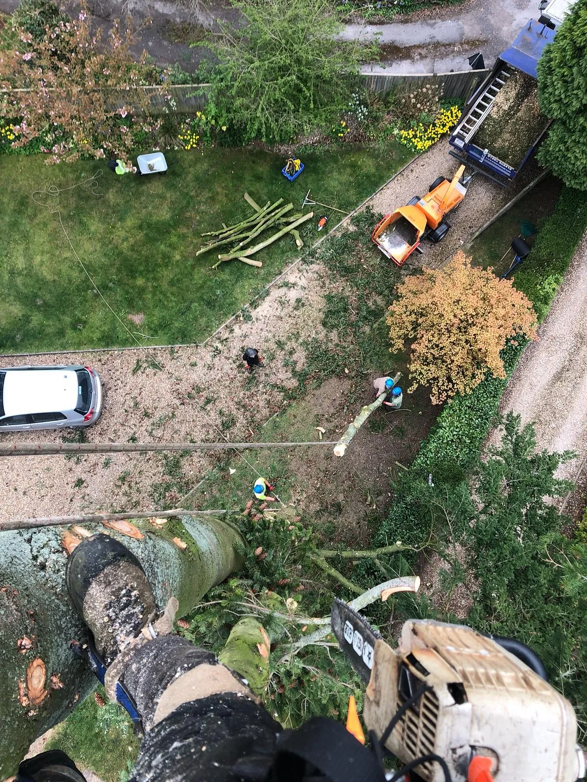Tree Surgery
