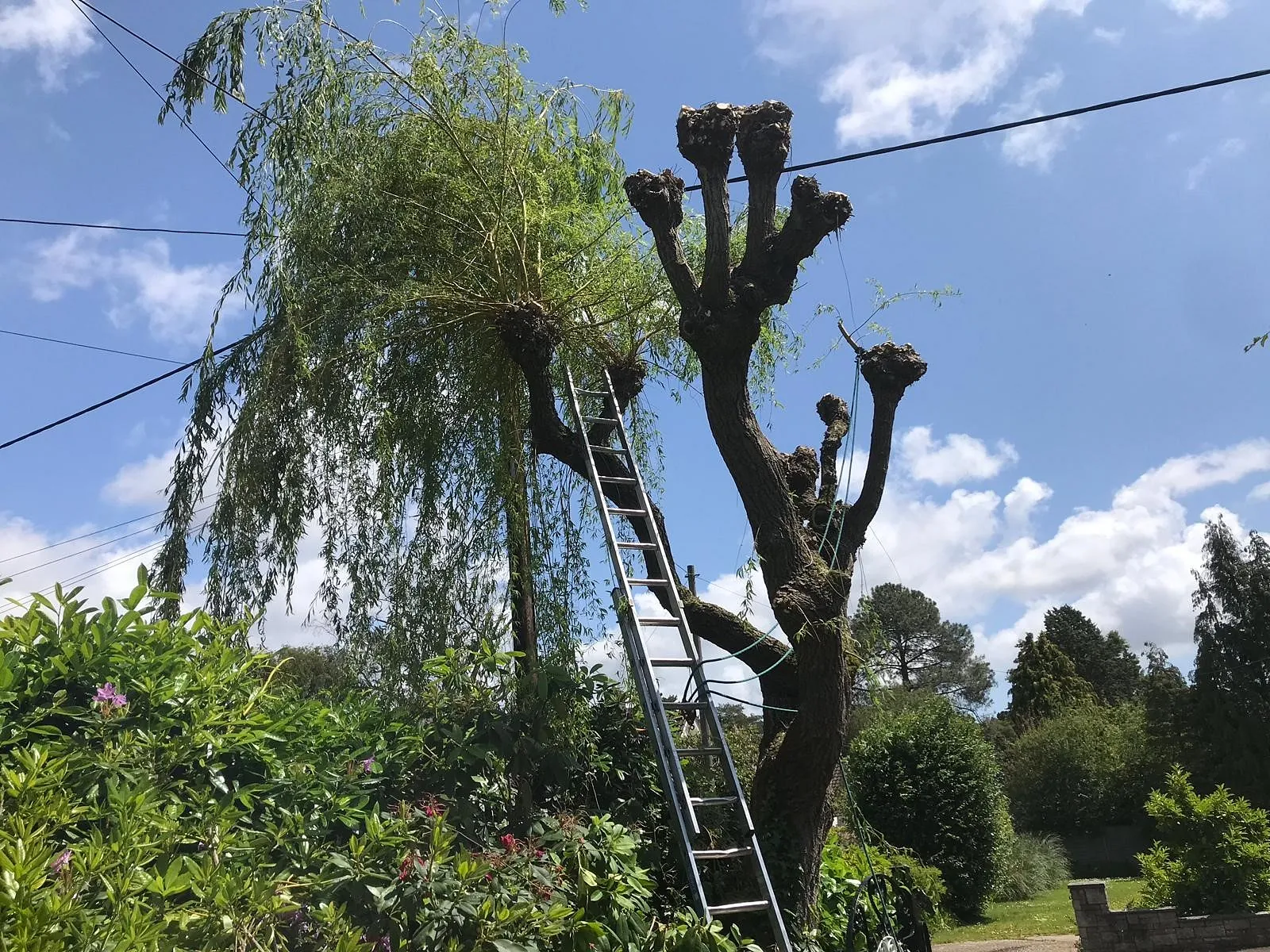 Tree Surgery