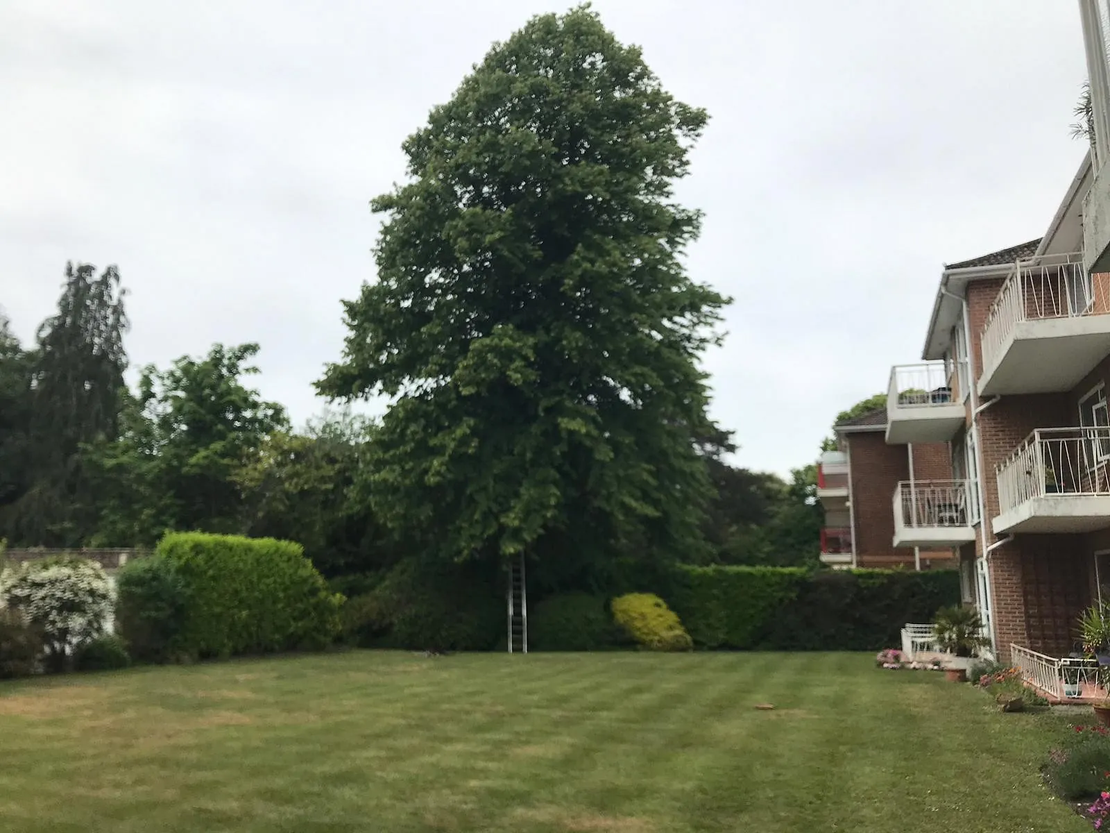 Tree Surgery