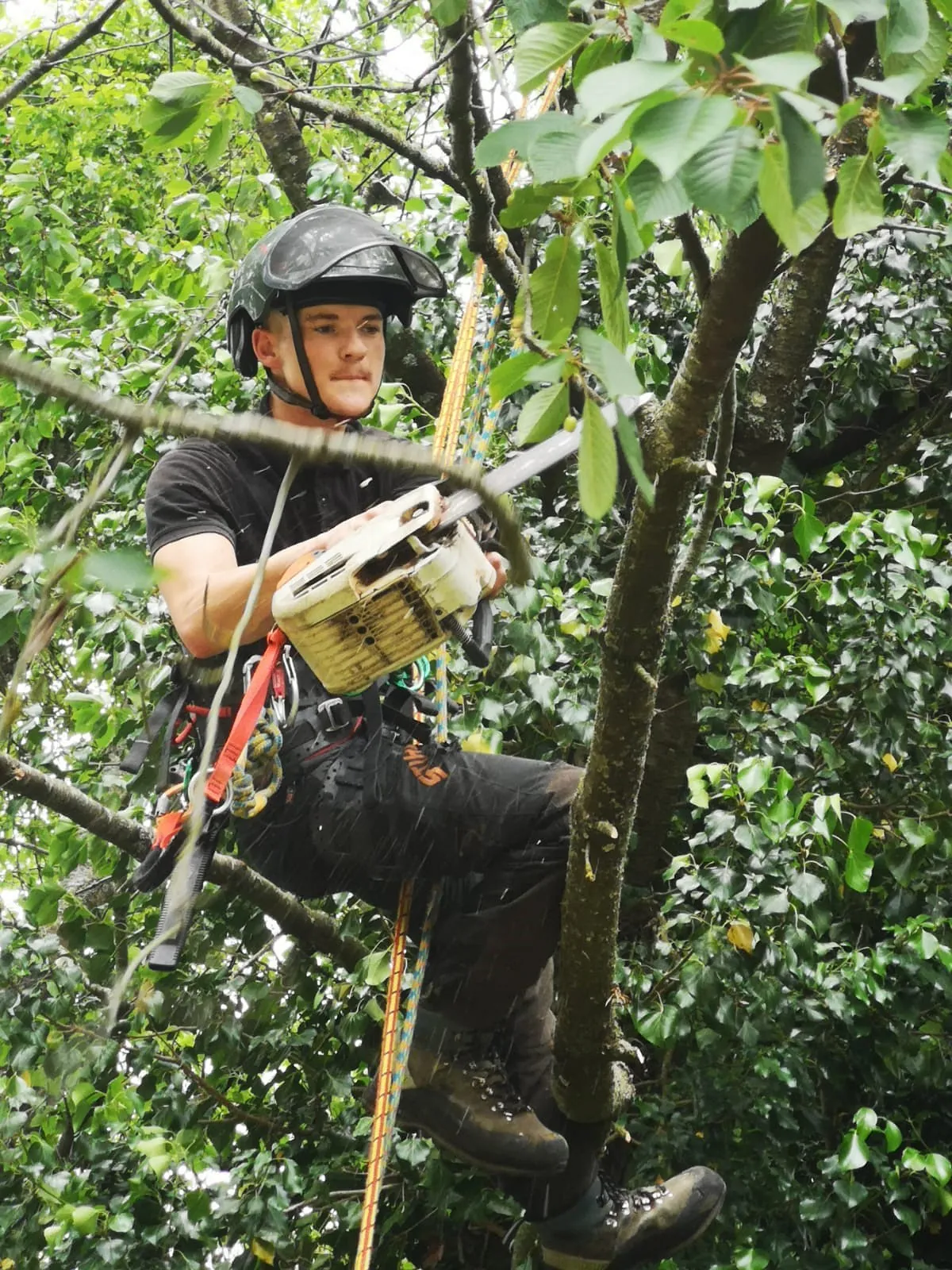 Tree Surgery