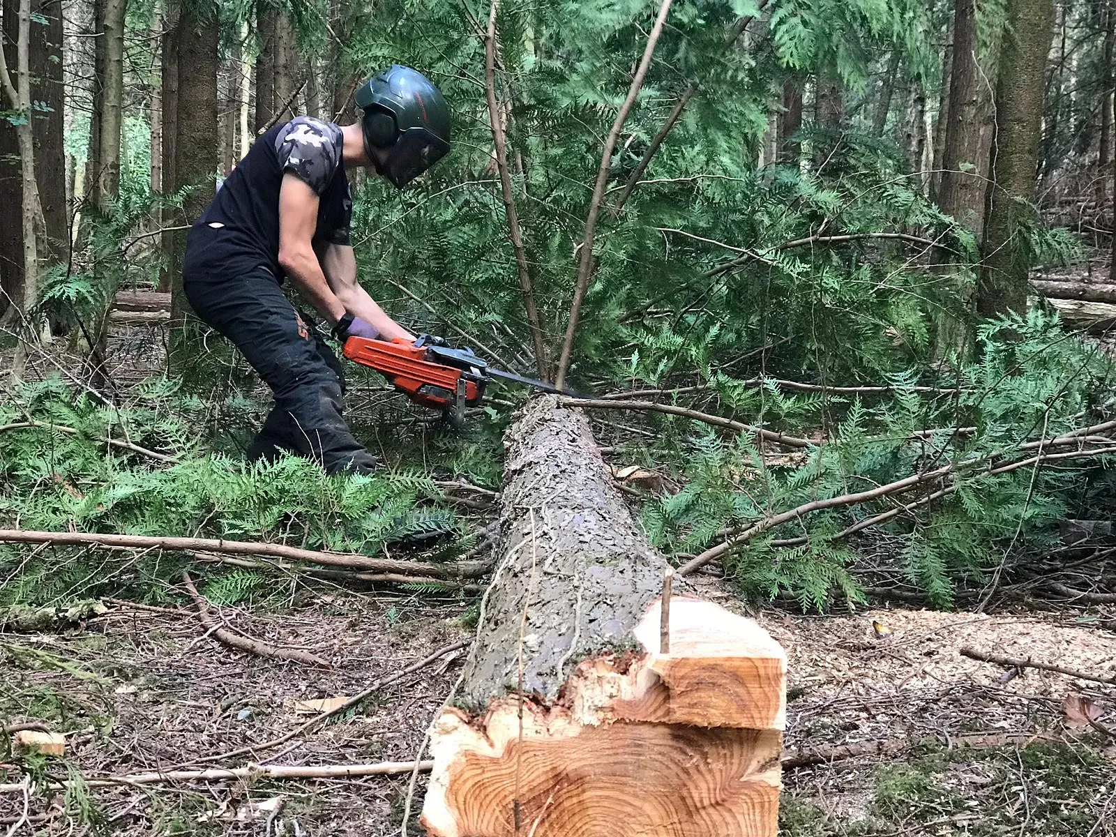 Tree Surgery